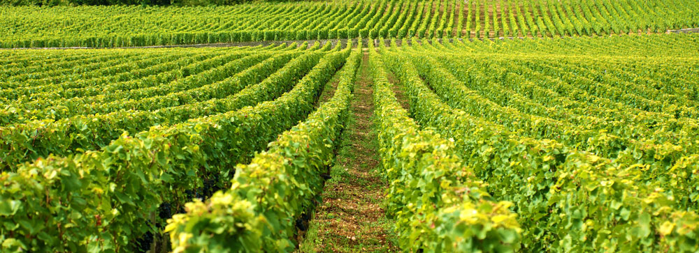 Rencontre autour de la viticulture et viniculture
