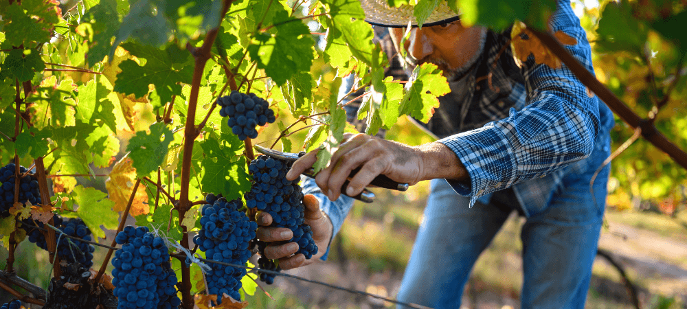 Homme qui récolte du raisin