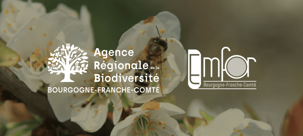 Abeille sur une fleur